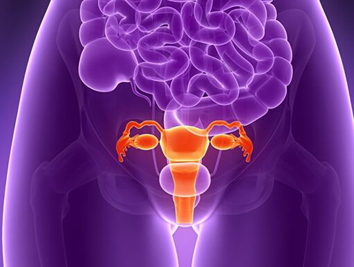女性生理周期