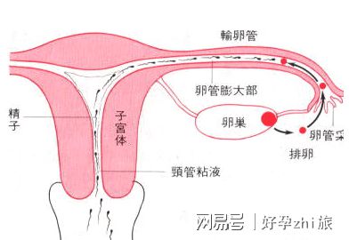 月经推迟